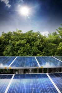 Solar Panels over Trees